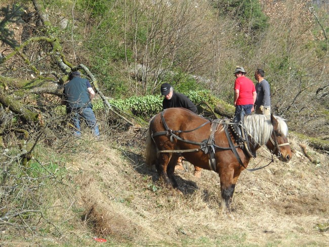 004-chantier-debardage-Rully-2012-005.jpeg.medium.jpeg