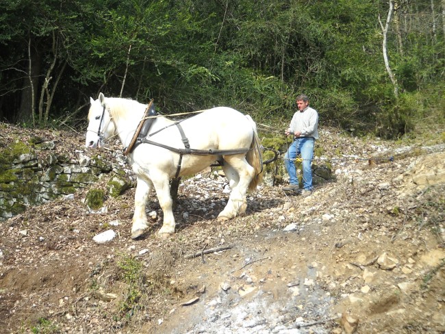 006-chantier-debardage-Rully-2012-007.jpeg.medium.jpeg