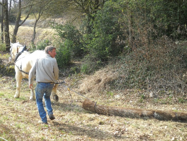 008-chantier-debardage-Rully-2012-009.jpeg.medium.jpeg