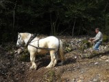 010-chantier-debardage-Rully-2012-011.jpeg.small.jpeg