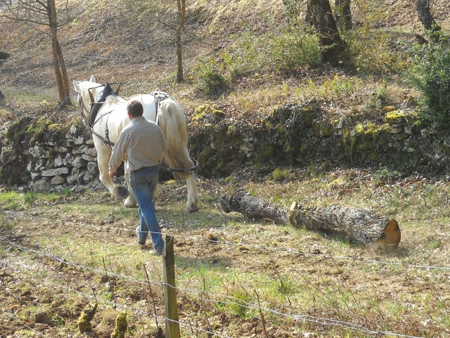 011-chantier-debardage-Rully-2012-012.jpeg.medium.jpeg