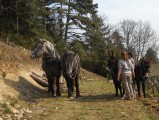 012-chantier-debardage-Rully-2012-013.jpeg.small.jpeg
