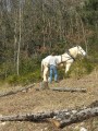 014-chantier-debardage-Rully-2012-015.jpeg.small.jpeg