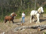 015-chantier-debardage-Rully-2012-016.jpeg.small.jpeg