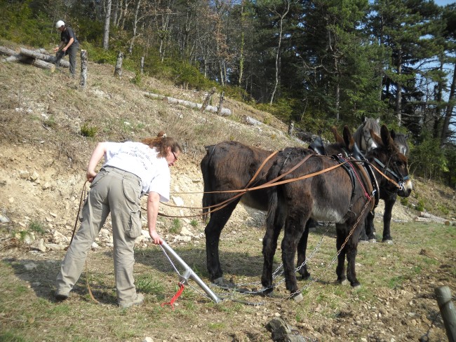 016-chantier-debardage-Rully-2012-017.jpeg.medium.jpeg