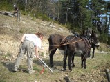 016-chantier-debardage-Rully-2012-017.jpeg.small.jpeg
