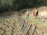 017-chantier-debardage-Rully-2012-018.jpeg.small.jpeg