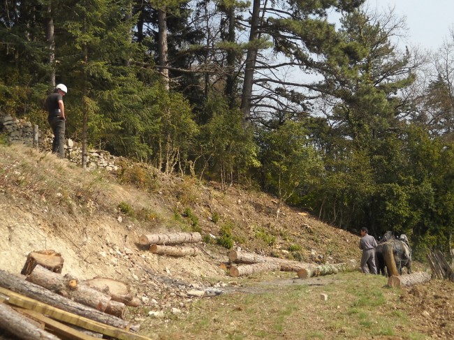018-chantier-debardage-Rully-2012-019.jpeg.medium.jpeg