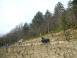 022-chantier-debardage-Rully-2012-023.jpeg.small.jpeg