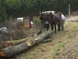 023-chantier-debardage-Rully-2012-024.jpeg.small.jpeg