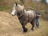 032-chantier-debardage-Rully-2012-033.jpeg.small.jpeg