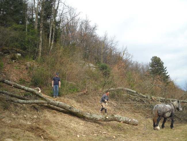 033-chantier-debardage-Rully-2012-034.jpeg.medium.jpeg