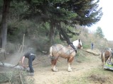 037-chantier-debardage-Rully-2012-038.jpeg.small.jpeg