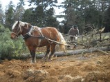 043-chantier-debardage-Rully-2012-044.jpeg.small.jpeg