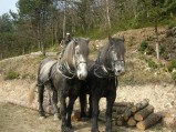 045-chantier-debardage-Rully-2012-046.jpeg.small.jpeg