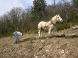 046-chantier-debardage-Rully-2012-047.jpeg.small.jpeg