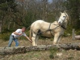 047-chantier-debardage-Rully-2012-048.jpeg.small.jpeg