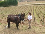 048-chantier-debardage-Rully-2012-049.jpeg.small.jpeg