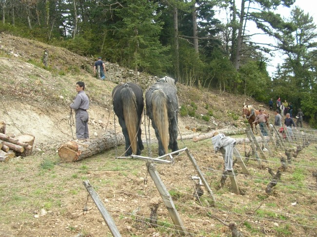 049-chantier-debardage-Rully-2012-050.jpeg.medium.jpeg