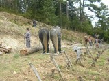 049-chantier-debardage-Rully-2012-050.jpeg.small.jpeg