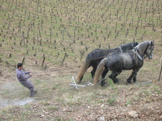 050-chantier-debardage-Rully-2012-051.jpeg.medium.jpeg