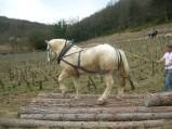 052-chantier-debardage-Rully-2012-053.jpeg.small.jpeg