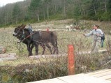 053-chantier-debardage-Rully-2012-054.jpeg.small.jpeg