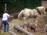 054-chantier-debardage-Rully-2012-055.jpeg.small.jpeg