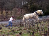 055-chantier-debardage-Rully-2012-056.jpeg.small.jpeg