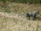056-chantier-debardage-Rully-2012-057.jpeg.small.jpeg