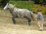 058-chantier-debardage-Rully-2012-059.jpeg.small.jpeg