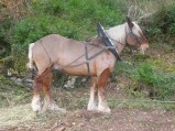 060-chantier-debardage-Rully-2012-061.jpeg.small.jpeg