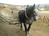 061-chantier-debardage-Rully-2012-062.jpeg.small.jpeg