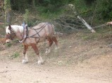 062-chantier-debardage-Rully-2012-063.jpeg.small.jpeg