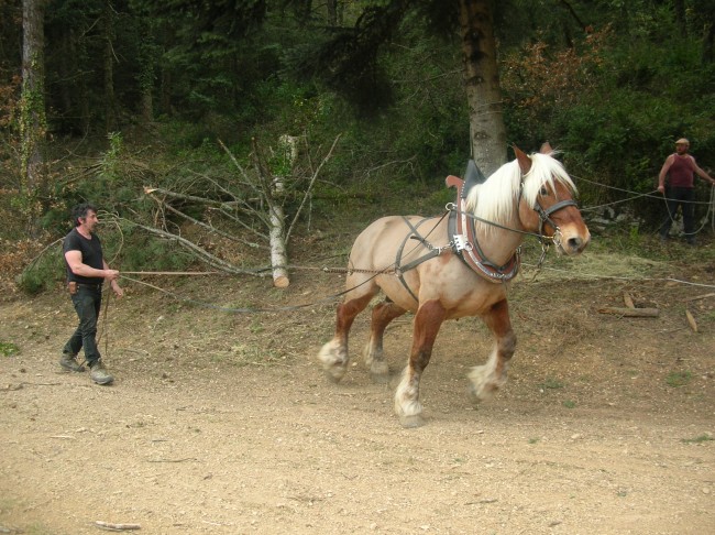 063-chantier-debardage-Rully-2012-064.jpeg.medium.jpeg