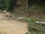 064-chantier-debardage-Rully-2012-065.jpeg.small.jpeg