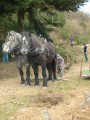065-chantier-debardage-Rully-2012-066.jpeg.small.jpeg