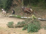 066-chantier-debardage-Rully-2012-067.jpeg.small.jpeg