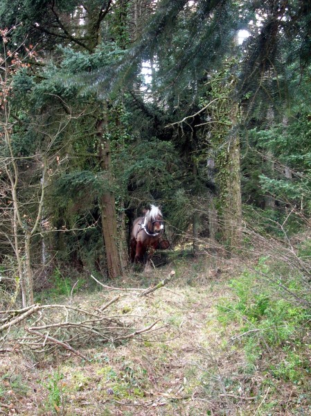 068-chantier-debardage-Rully-2012-069.jpeg.medium.jpeg