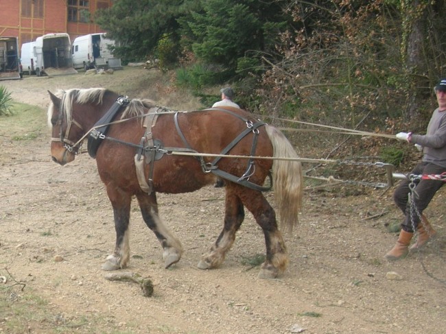 069-chantier-debardage-Rully-2012-070.jpeg.medium.jpeg