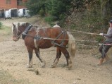 069-chantier-debardage-Rully-2012-070.jpeg.small.jpeg