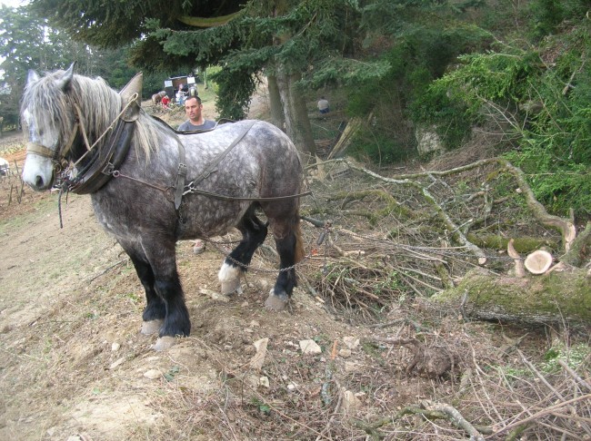 071-chantier-debardage-Rully-2012-072.jpeg.medium.jpeg