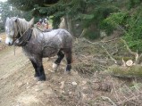 071-chantier-debardage-Rully-2012-072.jpeg.small.jpeg