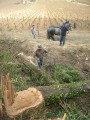 072-chantier-debardage-Rully-2012-073.jpeg.small.jpeg