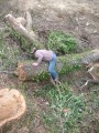 073-chantier-debardage-Rully-2012-074.jpeg.small.jpeg