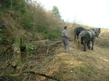 074-chantier-debardage-Rully-2012-075.jpeg.small.jpeg