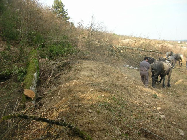 075-chantier-debardage-Rully-2012-076.jpeg.medium.jpeg