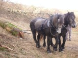 076-chantier-debardage-Rully-2012-077.jpeg.small.jpeg