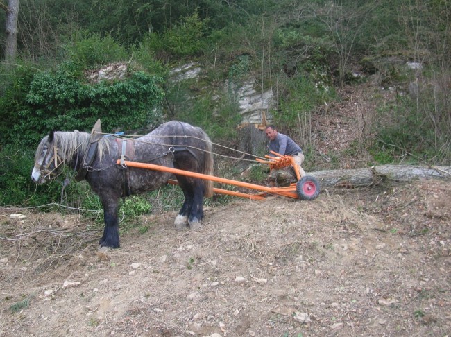 079-chantier-debardage-Rully-2012-080.jpeg.medium.jpeg
