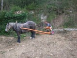 079-chantier-debardage-Rully-2012-080.jpeg.small.jpeg